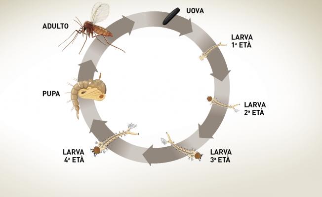 ciclo di vita del pappatacio