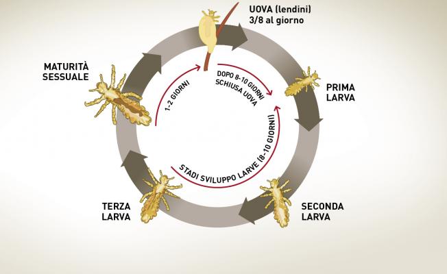 ciclo di vita del pidocchio