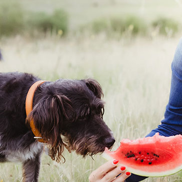 ALIMENTI E SOSTANZE DA NON DARE AI CANI