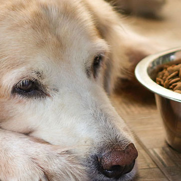 ALLERGIE NEI CANI? SINTOMI, DIAGNOSI E CURA