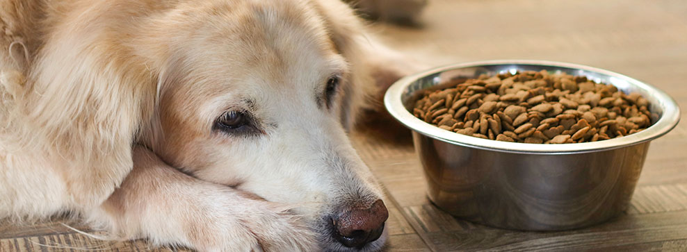 ALLERGIE NEI CANI? SINTOMI, DIAGNOSI E CURA