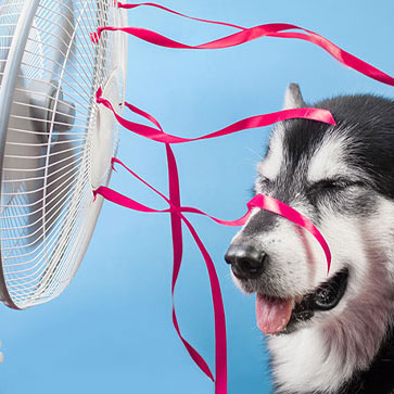 ARIA CONDIZIONATA E ANIMALI DOMESTICI: ECCO A COSA FARE ATTENZIONE