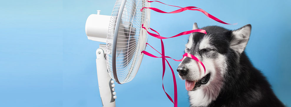 ARIA CONDIZIONATA E ANIMALI DOMESTICI: ECCO A COSA FARE ATTENZIONE