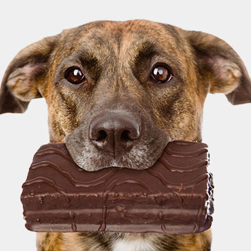 AVVELENAMENTO NEI CANI: RICONOSCERLO E CURARLO