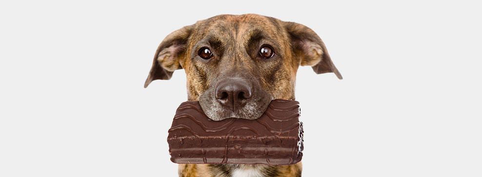 AVVELENAMENTO NEI CANI: RICONOSCERLO E CURARLO