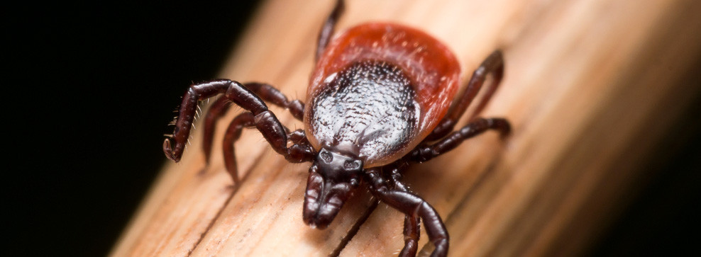 COME RICONOSCERE LE ZECCHE SUL TUO CANE O GATTO?