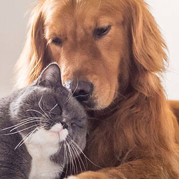 CANE E GATTO NELLA STESSA CASA? TUTTI I CONSIGLI PER UNA FELICE CONVIVENZA