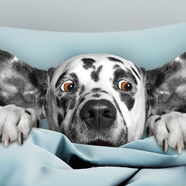 CANI E TEMPORALI, COME GESTIRE LA PAURA DEL NOSTRO PELOSETTO