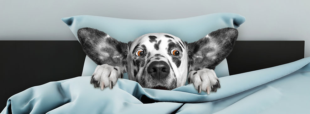 CANI E TEMPORALI, COME GESTIRE LA PAURA DEL NOSTRO PELOSETTO