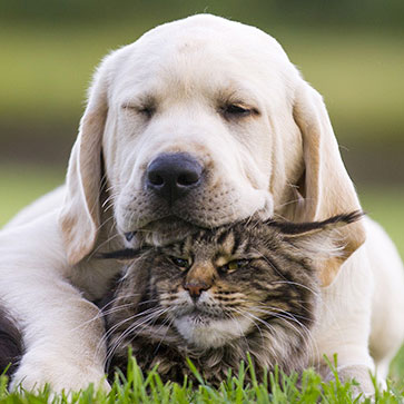 CANE E GATTO: NEMICI O AMICI?