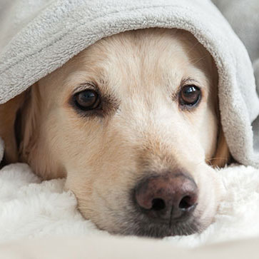 CANI E GATTI SOFFRONO DI SOLITUDINE?