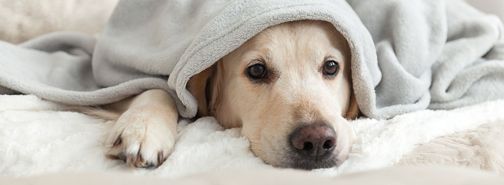 CANI E GATTI SOFFRONO DI SOLITUDINE?