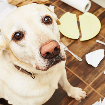 CANI IN CASA? ECCO COME GARANTIRE LA SUA INCOLUMITÀ E QUELLA DELL’APPARTAMENTO.