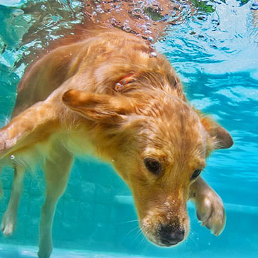 CANI E PISCINA: QUALI ACCORTEZZE VANNO SEGUITE?