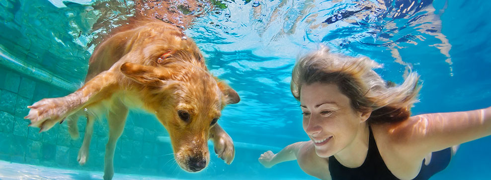 CANI E PISCINA: QUALI ACCORTEZZE VANNO SEGUITE?
