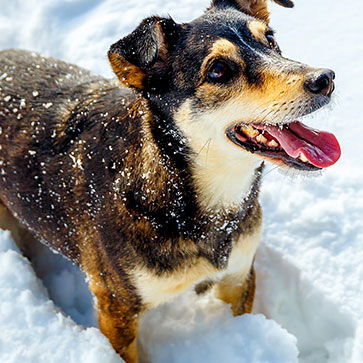 CANI SULLA NEVE: COME PROTEGGERLI IN SETTIMANA BIANCA
