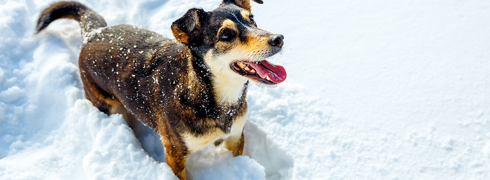 CANI SULLA NEVE: COME PROTEGGERLI IN SETTIMANA BIANCA