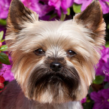 AVVENTURE DI PRIMAVERA, FAI ATTENZIONE ALLE ZECCHE!