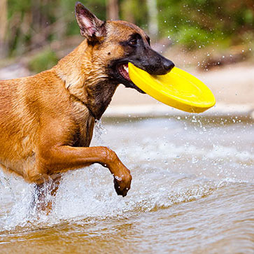 ATTIVITÀ SPORTIVE DA PRATICARE CON IL PROPRIO CANE
