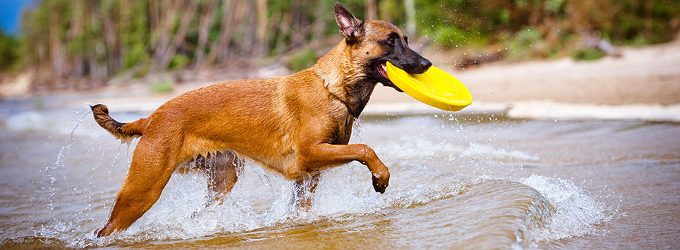 ATTIVITÀ SPORTIVE DA PRATICARE CON IL PROPRIO CANE
