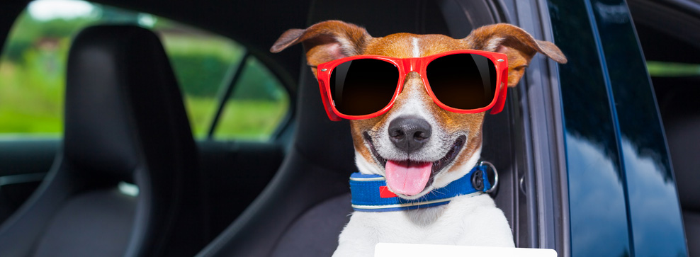 7 CONSIGLI PER UN VIAGGIO IN AUTO CON IL CANE O IL GATTO