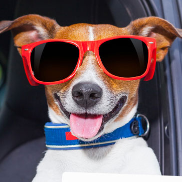 7 CONSIGLI PER UN VIAGGIO IN AUTO CON IL CANE O IL GATTO