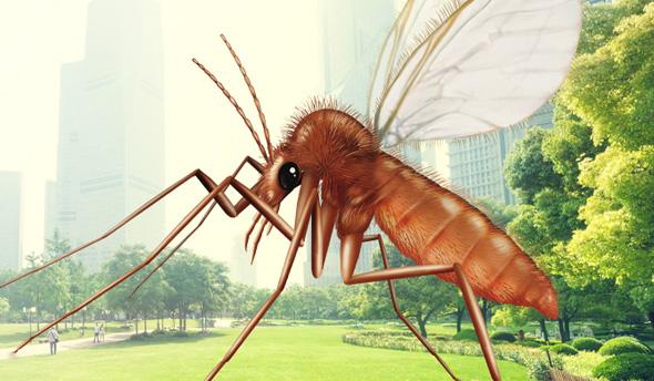 flebotomi e pappataci