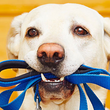 guinzaglio per il cane