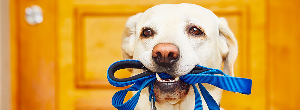 guinzaglio per il cane