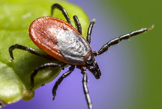 MALATTIA DI LYME: I SINTOMI NEL CANE E GATTO