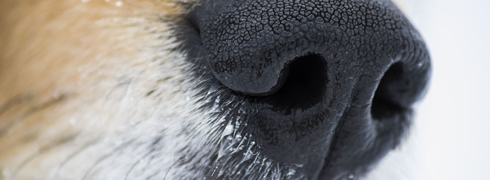 OLFATTO DEI CANI: TUTTO QUELLO CHE C'È DA SAPERE