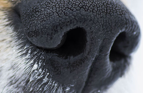 OLFATTO DEI CANI: TUTTO QUELLO CHE C'È DA SAPERE