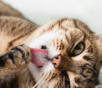 PALLE DI PELO, COSA SONO E COME GESTIRLE