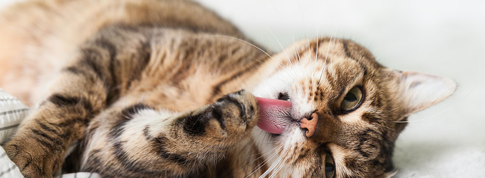 PALLE DI PELO, COSA SONO E COME GESTIRLE