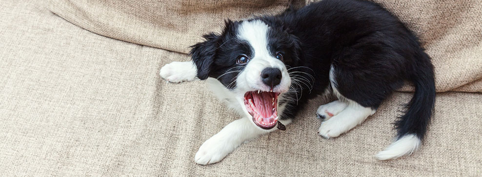 PERCHÉ I CANI PICCOLI ABBAIANO PIÙ SPESSO?