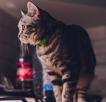 PERCHÉ I GATTI SONO PIÙ ATTIVI DI NOTTE?