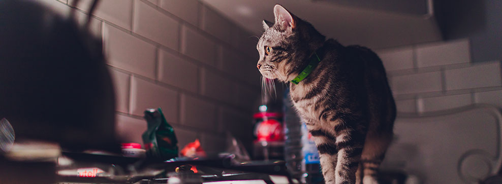 PERCHÉ I GATTI SONO PIÙ ATTIVI DI NOTTE?