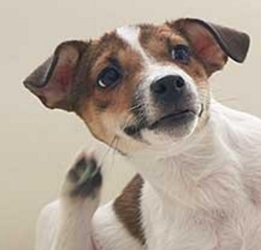 PERCHÈ IL CANE E IL GATTO SI GRATTANO LA TESTA DOPO UNA PASSEGGIATA?