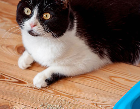 PERCHÉ IL MIO GATTO NON USA PIÙ LA LETTIERA?