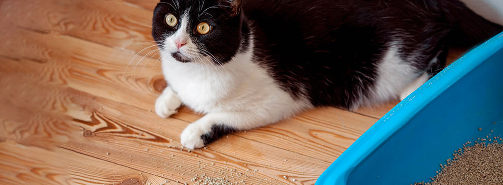 PERCHÉ IL MIO GATTO NON USA PIÙ LA LETTIERA?