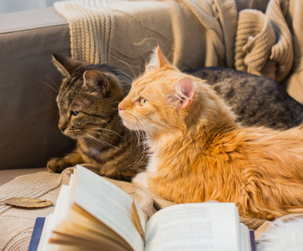 POTRESTI AVERE PULCI IN CASA?