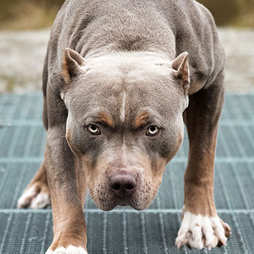 7 MITI DA SFATARE SUI CANI