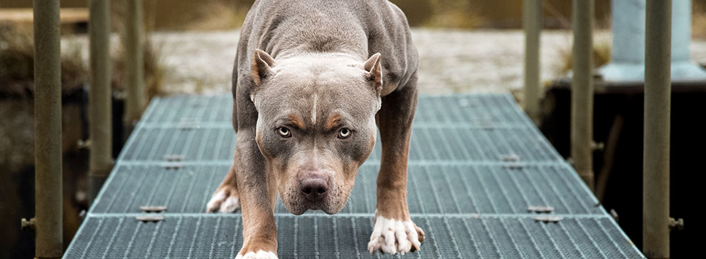 7 MITI DA SFATARE SUI CANI