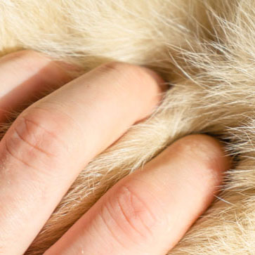 COME RICONOSCERE LE PULCI SUL TUO CANE O GATTO?