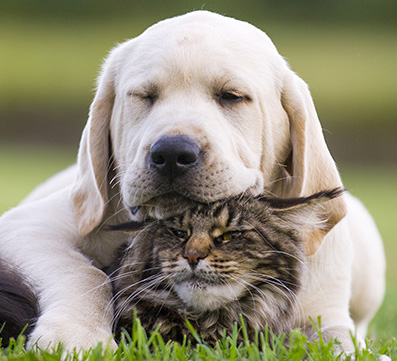 PULCI E ZECCHE IN CANI E GATTI