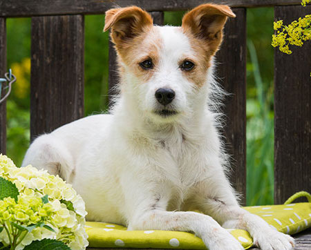 PULCI E ZECCHE NEL GIARDINO DI CASA, COME PROTEGGERE I PROPRI ANIMALI