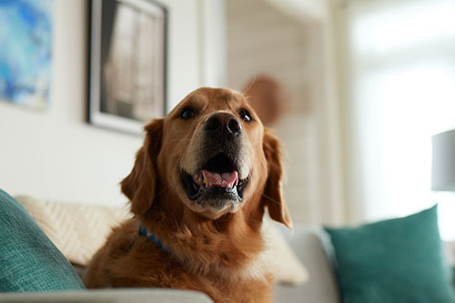 pulci zecche zanzare