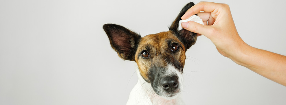PULIZIA DELLE ORECCHIE DEL CANE: COME ESEGUIRLA?