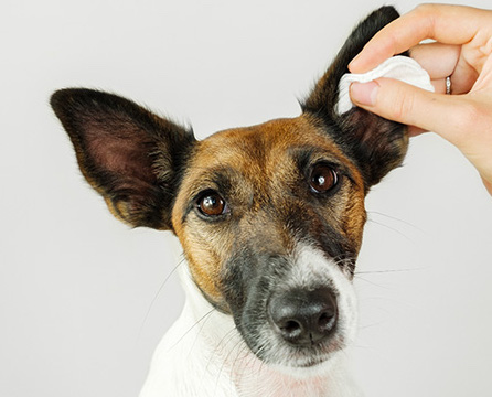 PULIZIA DELLE ORECCHIE DEL CANE: COME ESEGUIRLA?