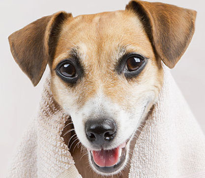 PULIZIA POST PASSEGGIATA: TUTTI I CONSIGLI UTILI